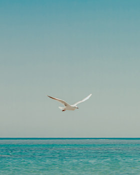 Seagull