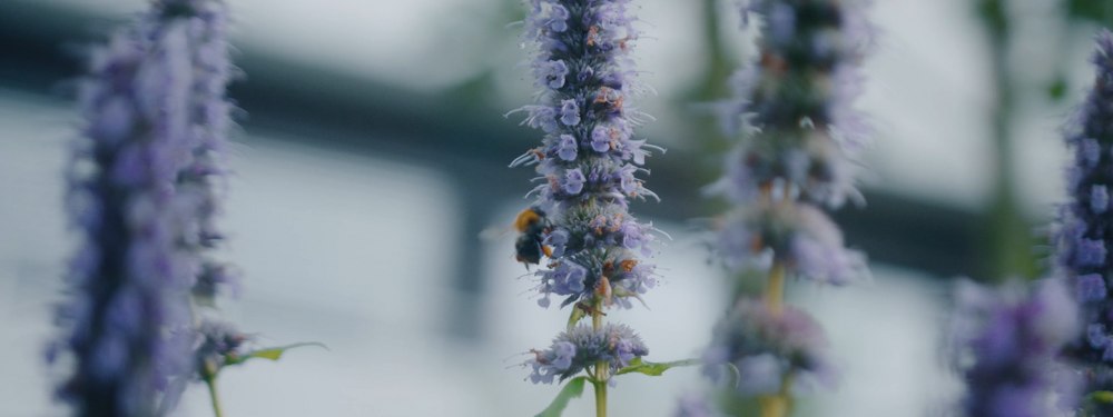 NOS  绿化新闻广场及露台丨荷兰丨NOS  Grasveld 园林与景观建筑师事务所-29
