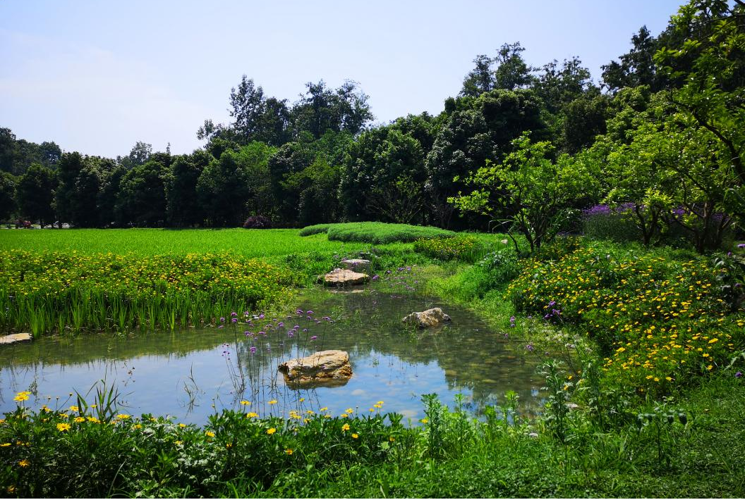 中国西南首个稻田主题日式温泉度假村-48