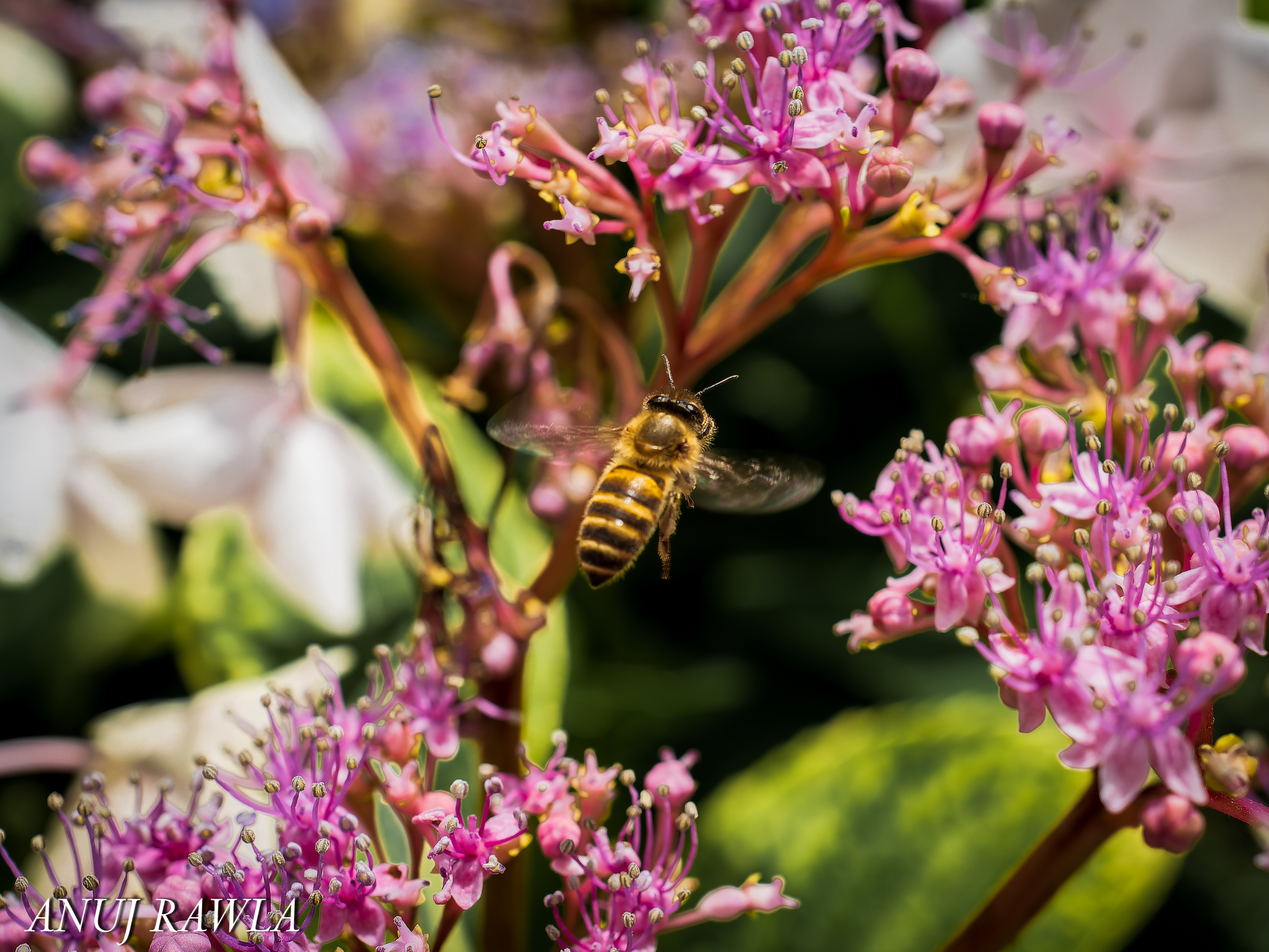 Wildflower Hall - August 2021-75