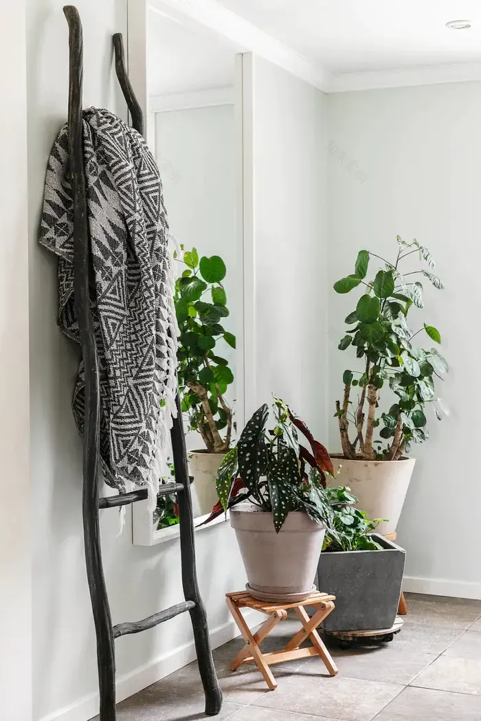 绿意盎然 · 北欧风家居的植物魔法-8