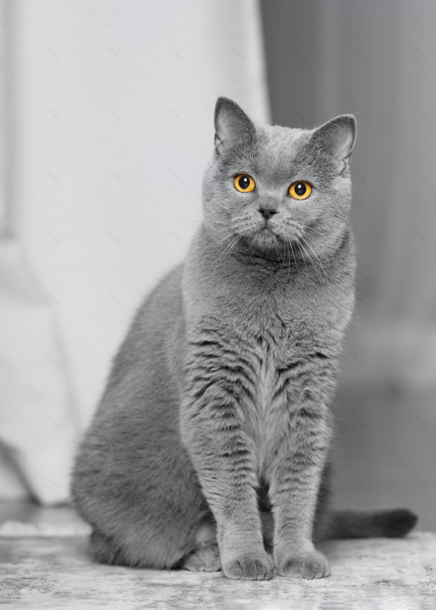 ZOORIK宠物护理产品设计丨GRIGOREVA OLESYA-21