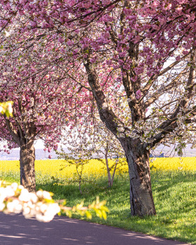 哈茨山樱花春日童话景观体验丨德国