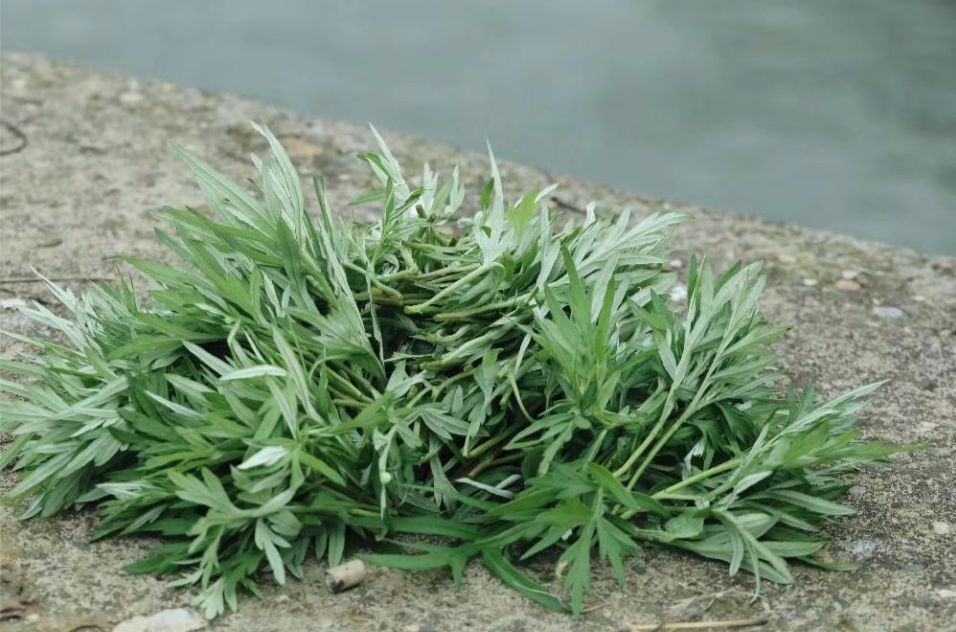 春日新绿,生活的温柔艺术-51