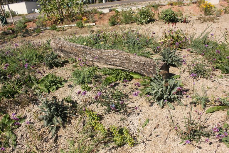 演替中的公园景观丨奥地利-0