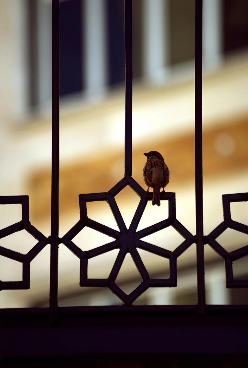 Shamsé 公寓丨伊朗丨RJ ARCHITECTS-29