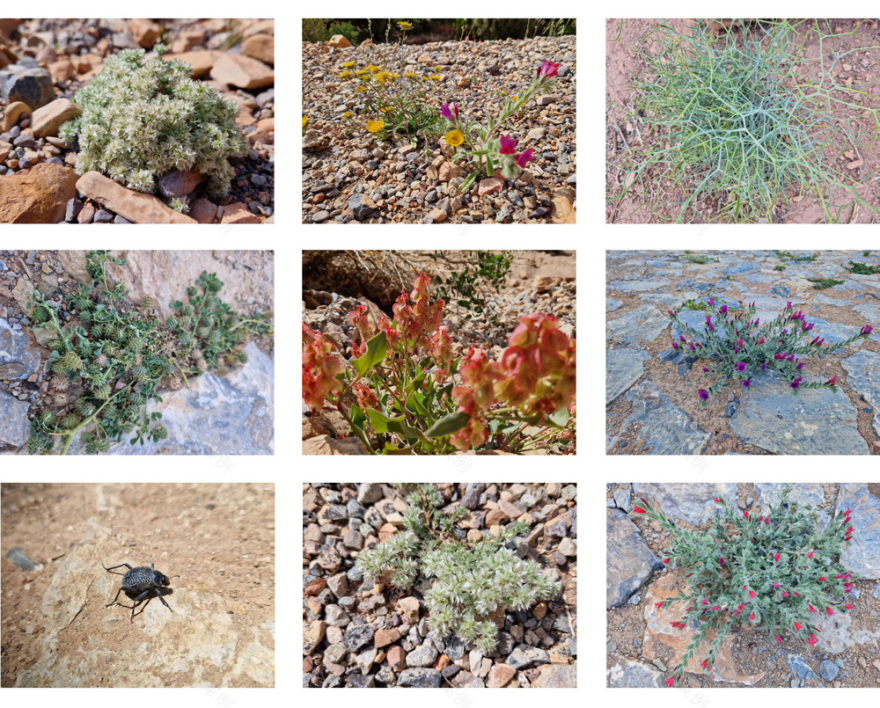 《Moroccan Oasis Transformed by Inside Outside Studio (Inside Outside 工作室将摩洛哥绿洲转型)-9