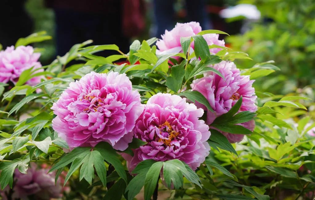 牡丹养护攻略 | 花园中的花中之王-34