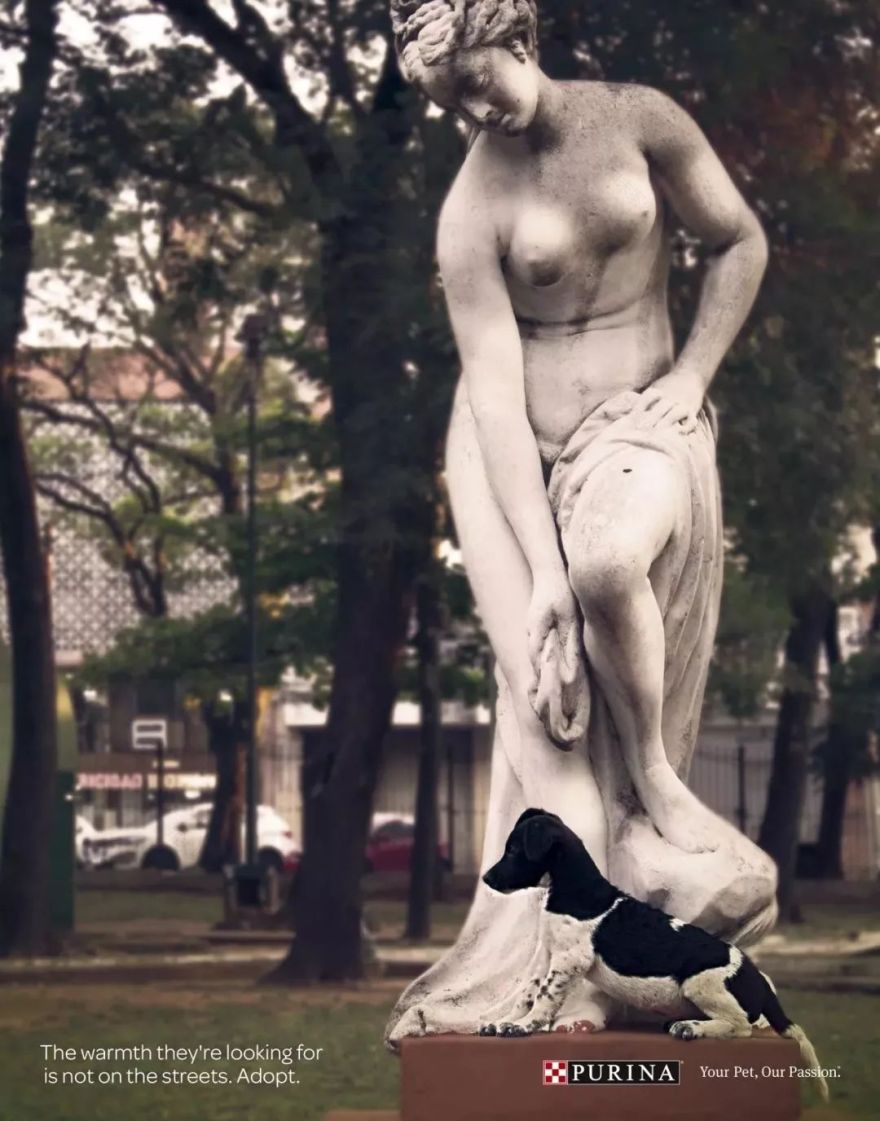 温暖 ENJOY | 从流浪狗到办公室宠儿的感人故事-4