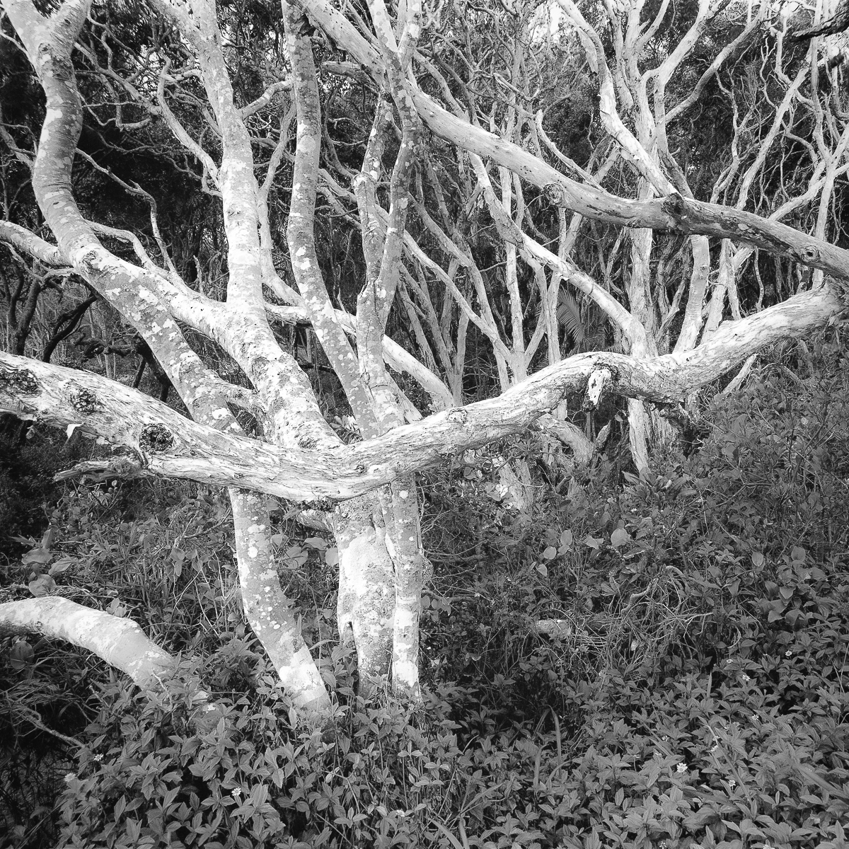 A Wet Weather Walk - Biripi Country - Fomapan 100-4