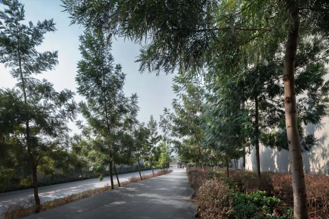 印度 Lupin Research 公园-15