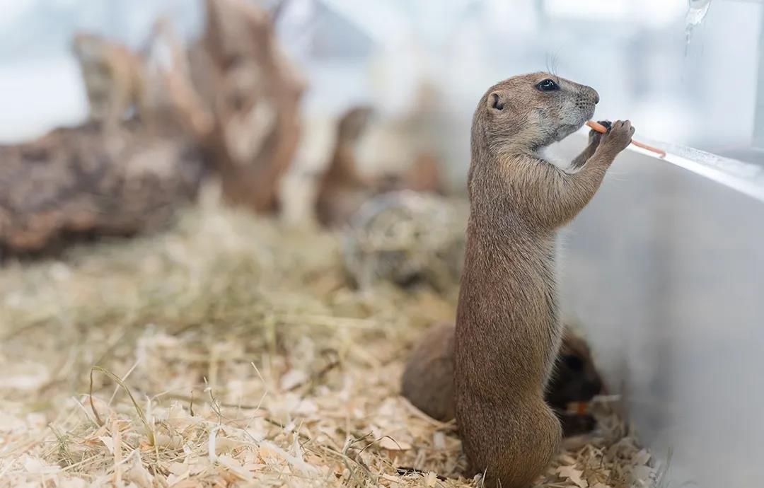 极宠家丨中国南京丨未本空间团队-7