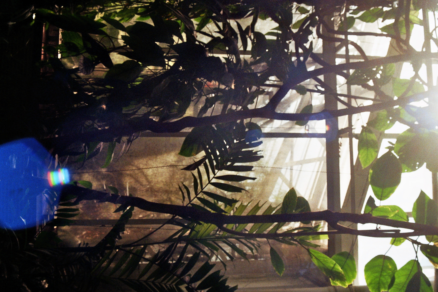 Botanical Gardens on film: A Therapy-7