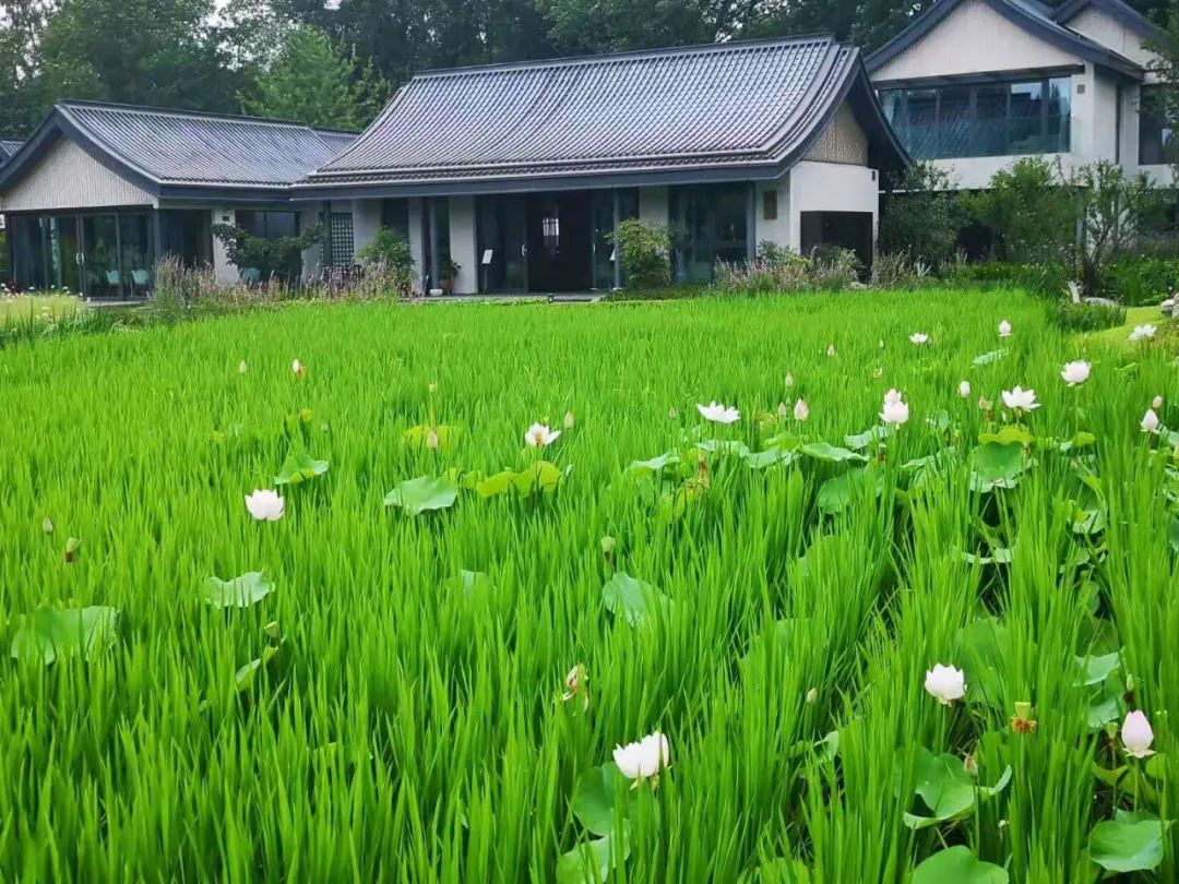 天府水岛林盘依田桃源丨中国成都丨梦景未来DDM-43
