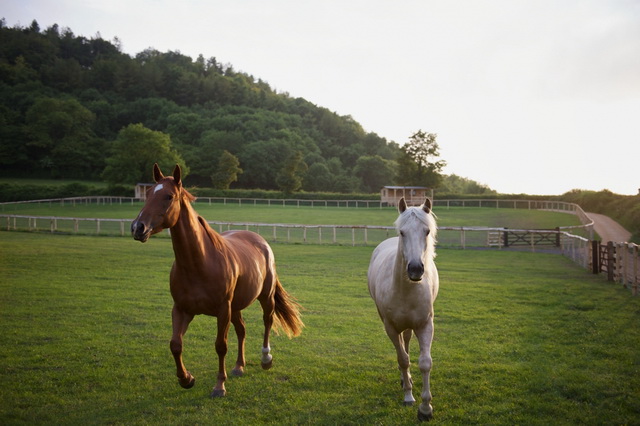 木材马厩与农场住宿设施-21
