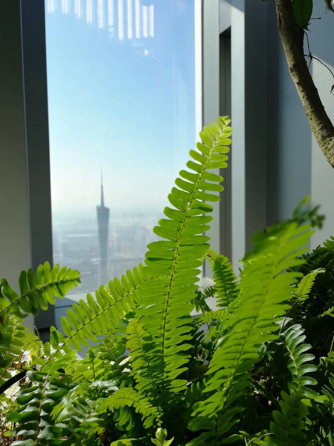 广州东塔(周大福金融中心)丨中国广州丨泰国P Landscape,普邦设计-69