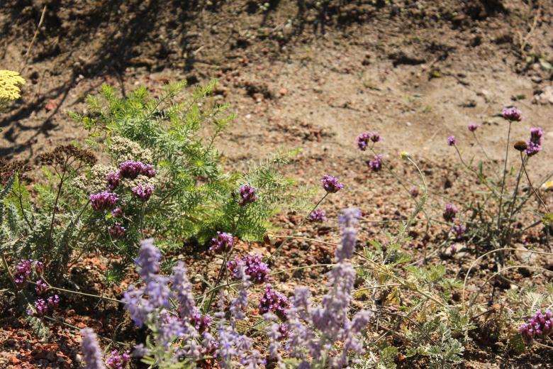 演替中的公园景观丨奥地利-2