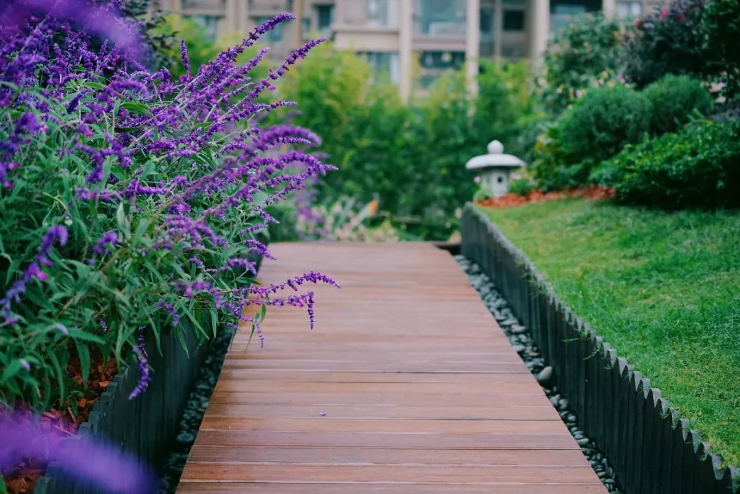 空中花园的粉紫色浪漫 | 乐梵造园的秋韵花境改造-56