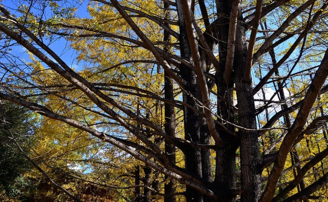 西安-- 甘肃-- 青海-- 西藏-- 云南环游之旅 | 诗和远方的田野-182