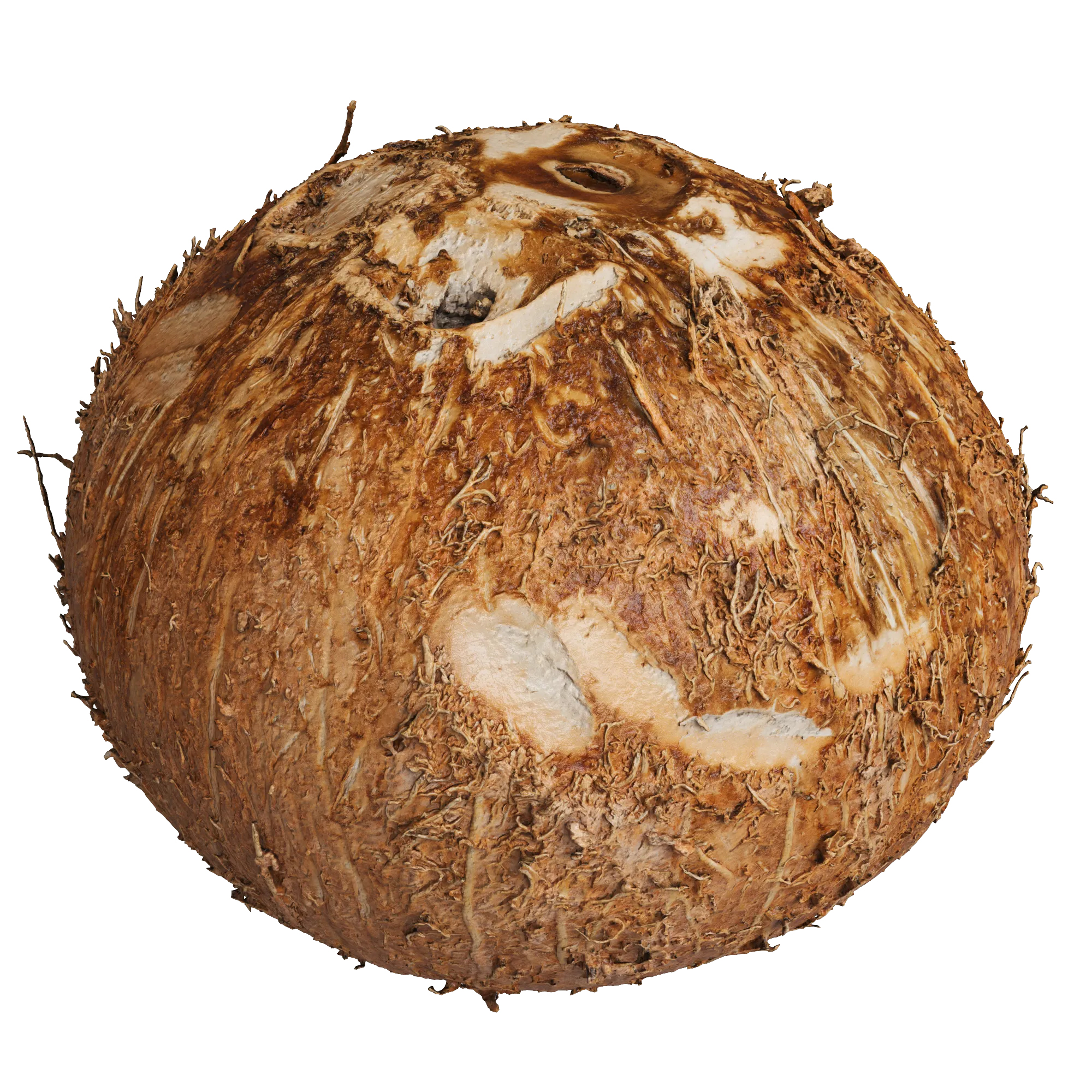 Coconut Fruit 03（3D椰子水果模型项目）-1