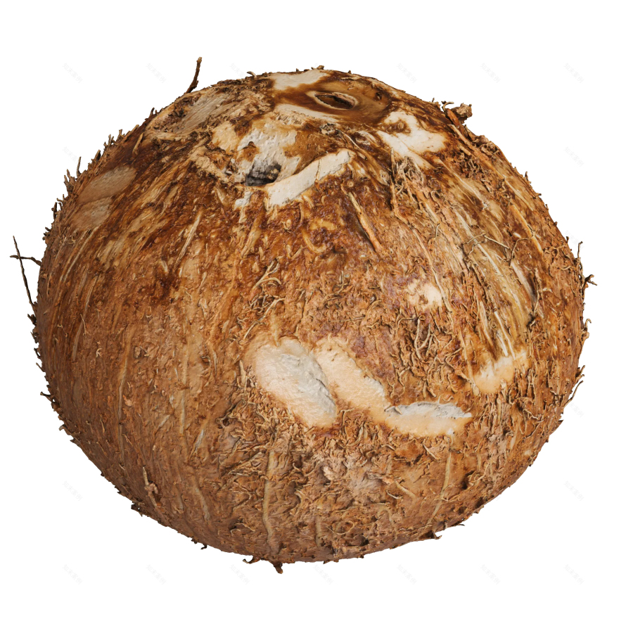 Coconut Fruit 03(3D椰子水果模型项目)-1