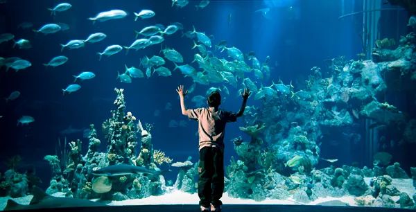 The Deep 水族馆丨英国丨Farrells 法雷尔-2