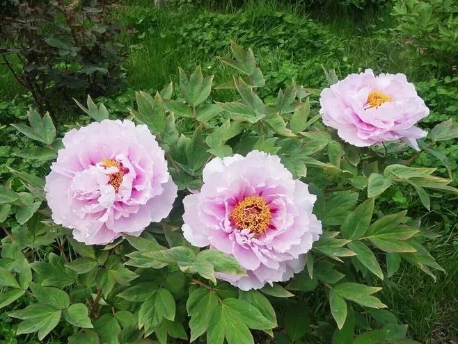 牡丹养护攻略 | 花园中的花中之王-20