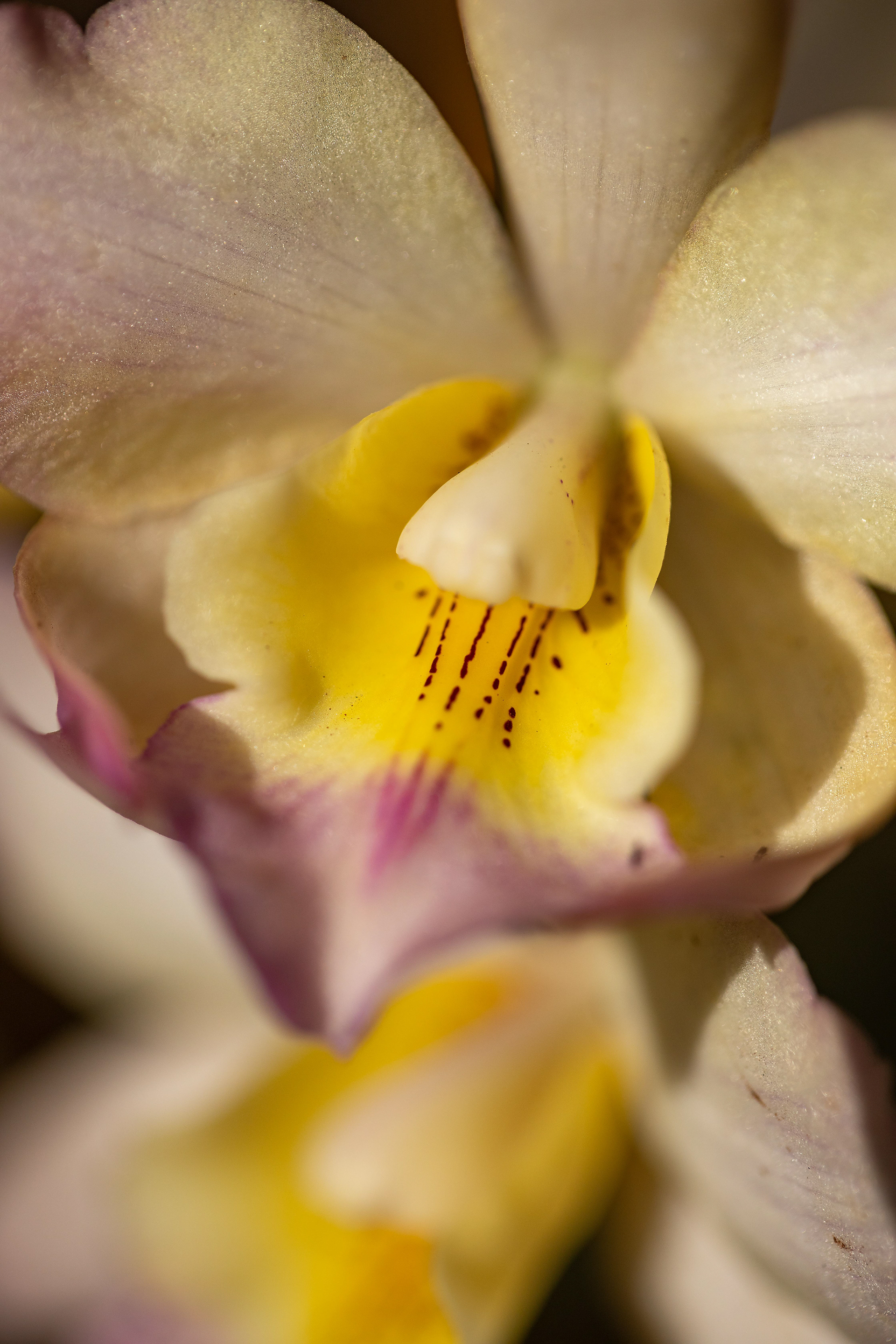 室内植物设计-43