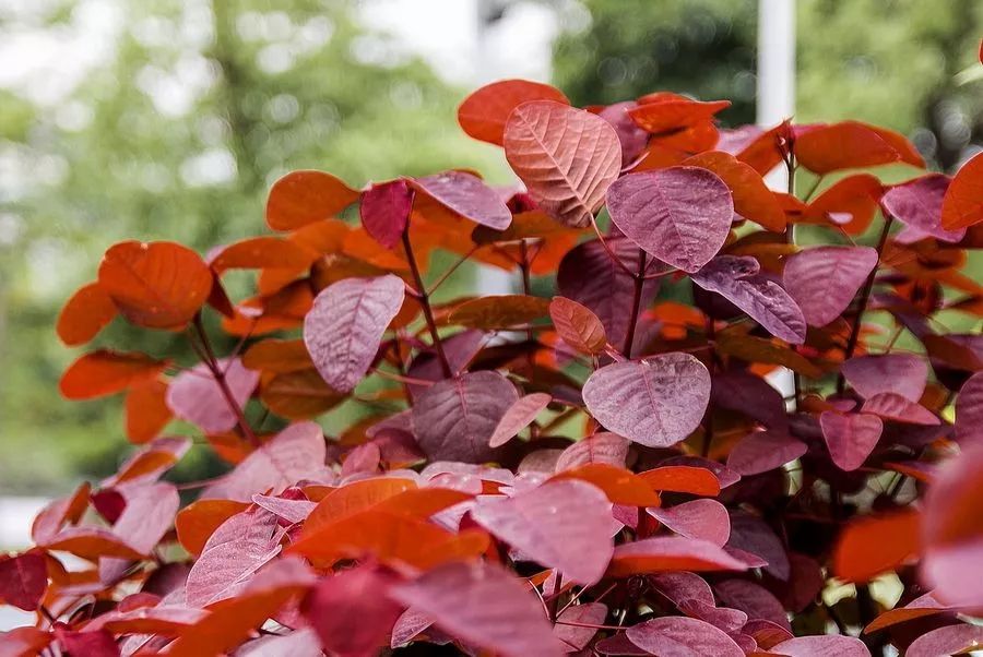 秋意浓叠翠瑬金 | 名设计师打造的五彩斑斓室内空间-26