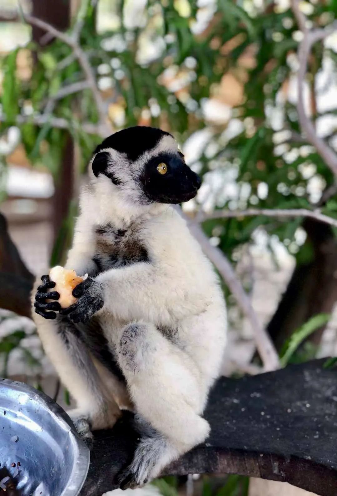 马达加斯加奇幻之旅丨LDD李杜设计-26