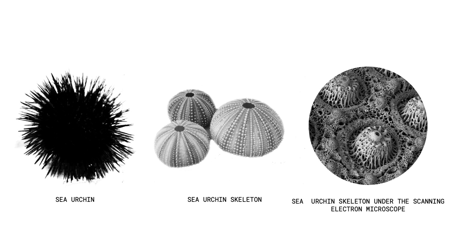 STRUCTURE HABITAT - BIO INSPIED ISLAND-3