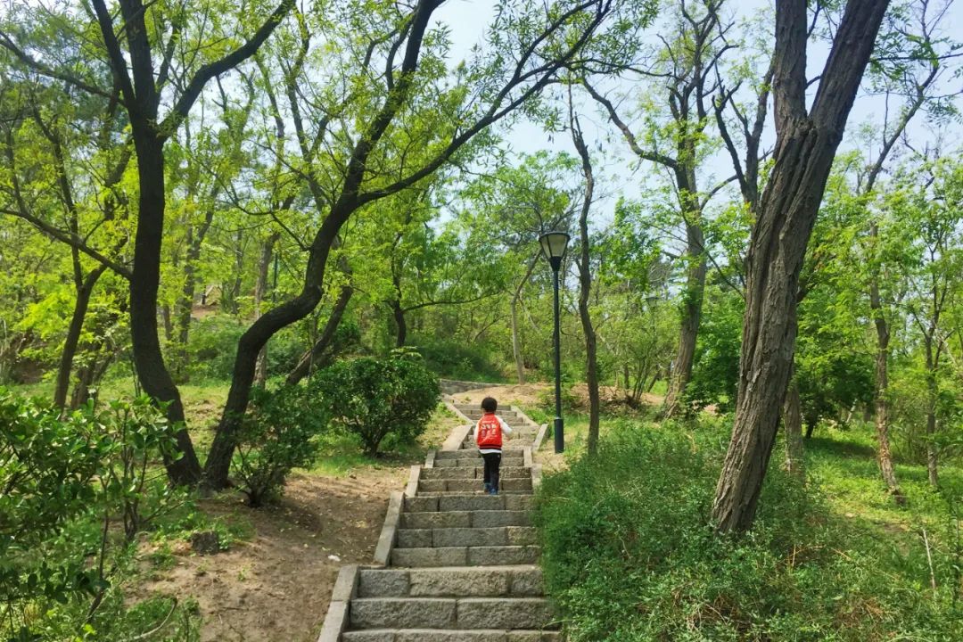 青岛烟墩山公园景观改造-23