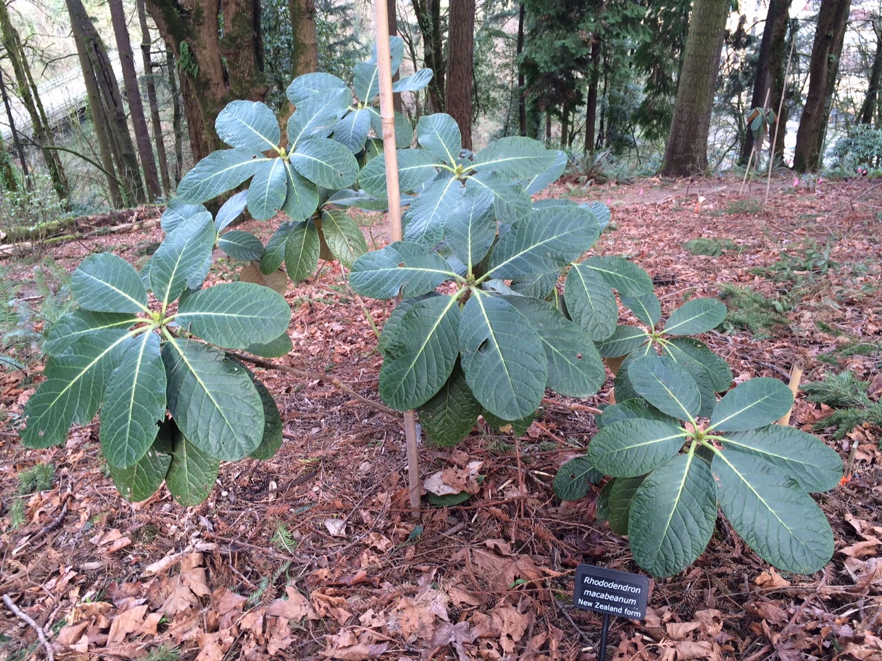 华盛顿公园喜马拉雅云林花园丨美国华盛顿-45