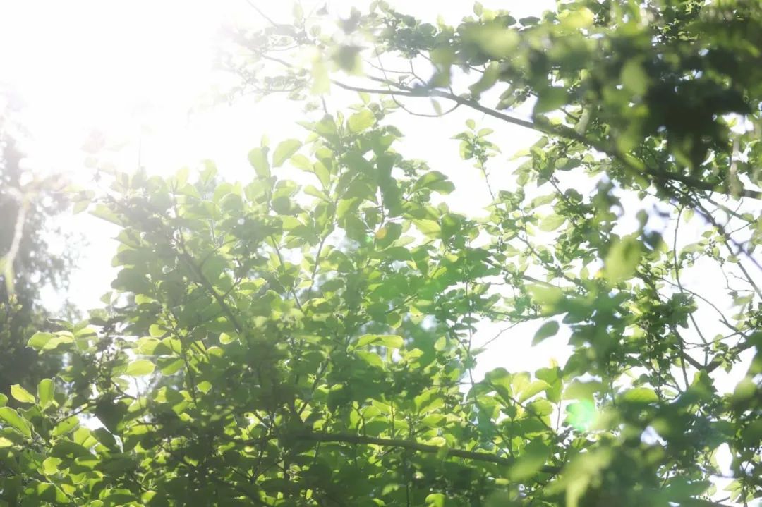 地球日特辑 | 社区花园VS城市生境-0