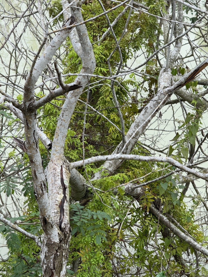 麓湾水集丨中国万宁丨昱道景观-127