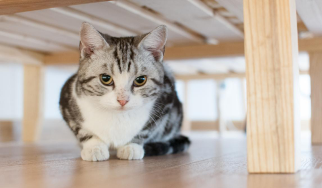 和净清寂日式禅意风格家居设计-23