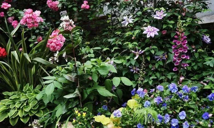 她花了4年，用月季，铁线莲，绣球把农村破败的小院打造成了花海，惊艳了时光-85