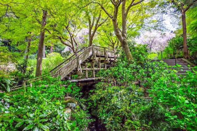明月院庭园等景观丨日本神奈川-47
