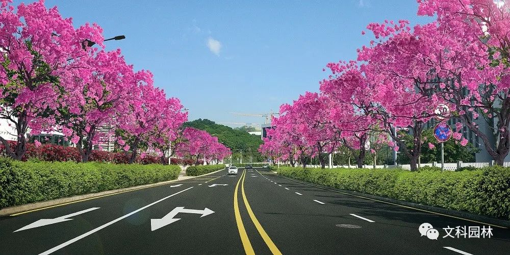 深圳南山区市政道路行道树补植工程设计-3