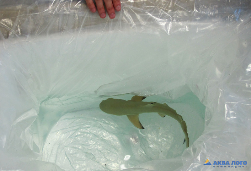 贝尔戈罗德大型海洋水族馆丨Аква Лого инжиниринг-24