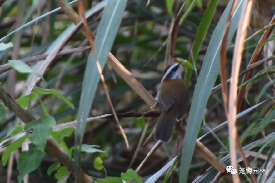 行走的茏腾人 | 象头山自然之美-63