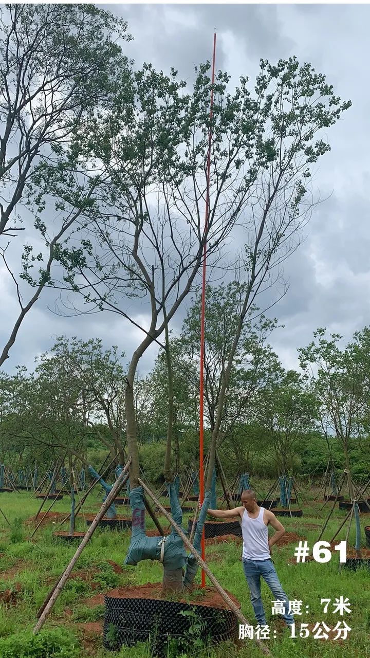 湖南衡阳 148 棵精品乌桕景观设计丨中国衡阳丨看见景观-74