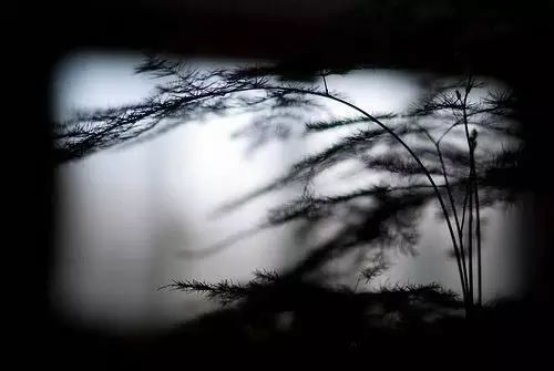 案上花草，闲时观 | 品味室内设计中的自然美学-16