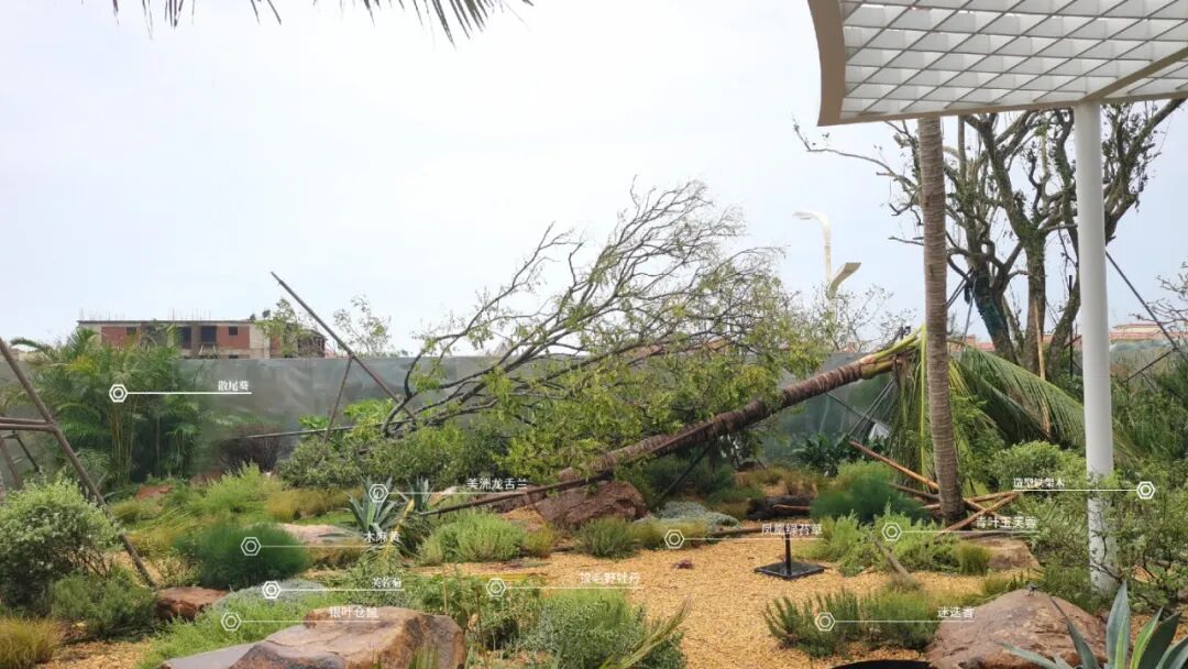 于热带秘境中编织生活美学|江东麓岛阅海澜岸2期花境项目-25