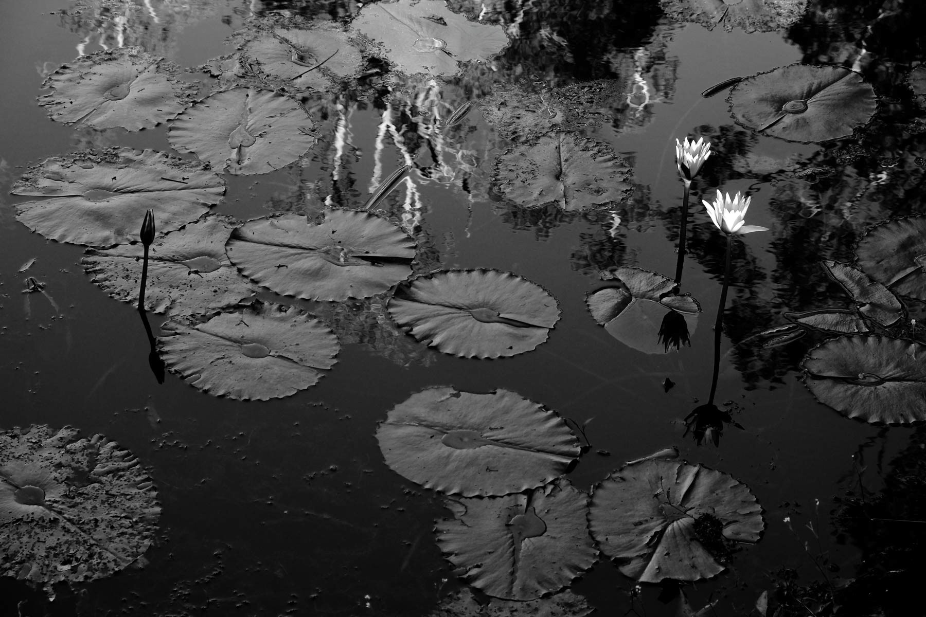 Back Trails 2 - Biripi Country-2