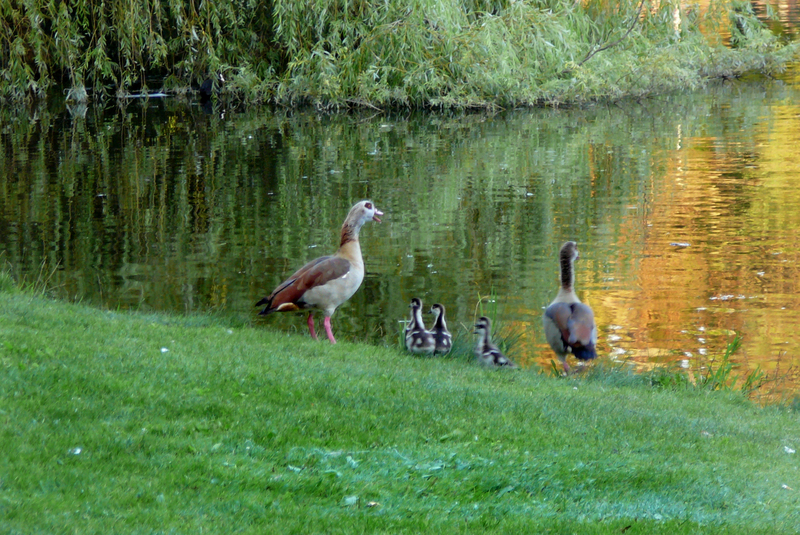 阿姆斯特丹冯德尔公园主入口改造丨荷兰阿姆斯特丹-17