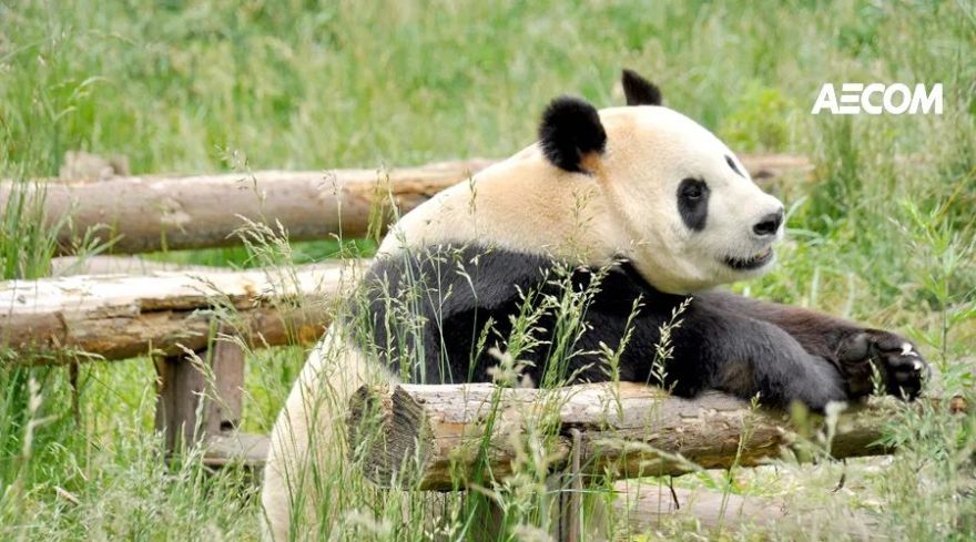 四川卧龙大熊猫自然保护区总体规划 | 让大熊猫回家的设计之路-0