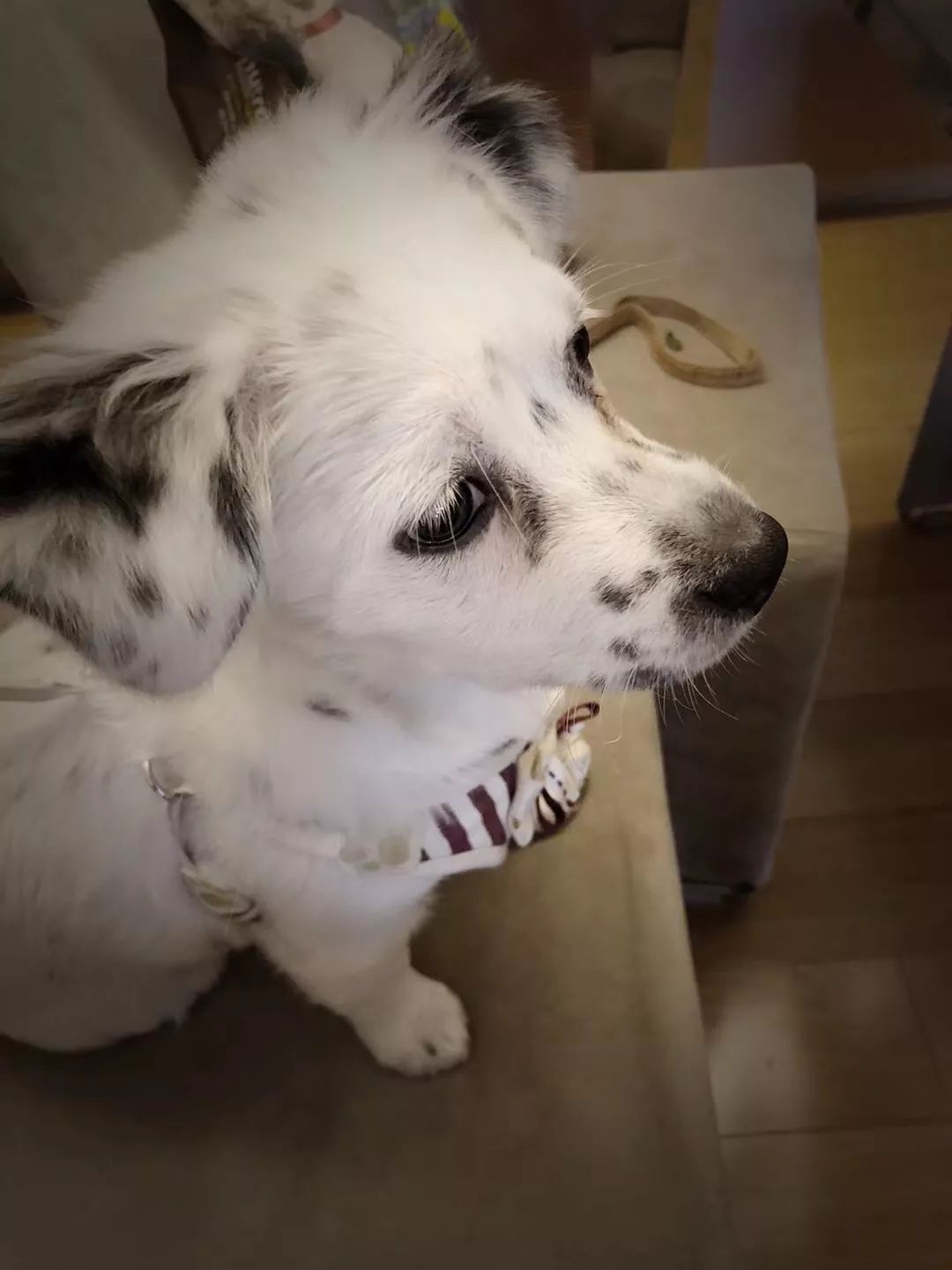 温暖 ENJOY | 从流浪狗到办公室宠儿的感人故事-14