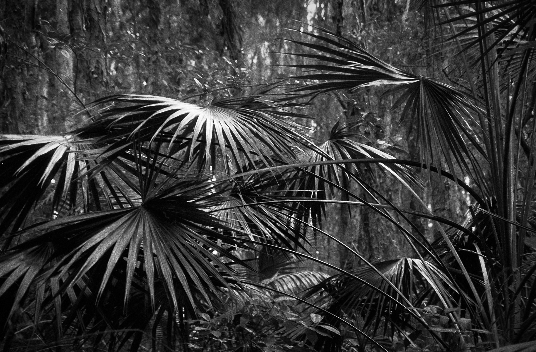 Images From Near Home - Fomapan 400-5