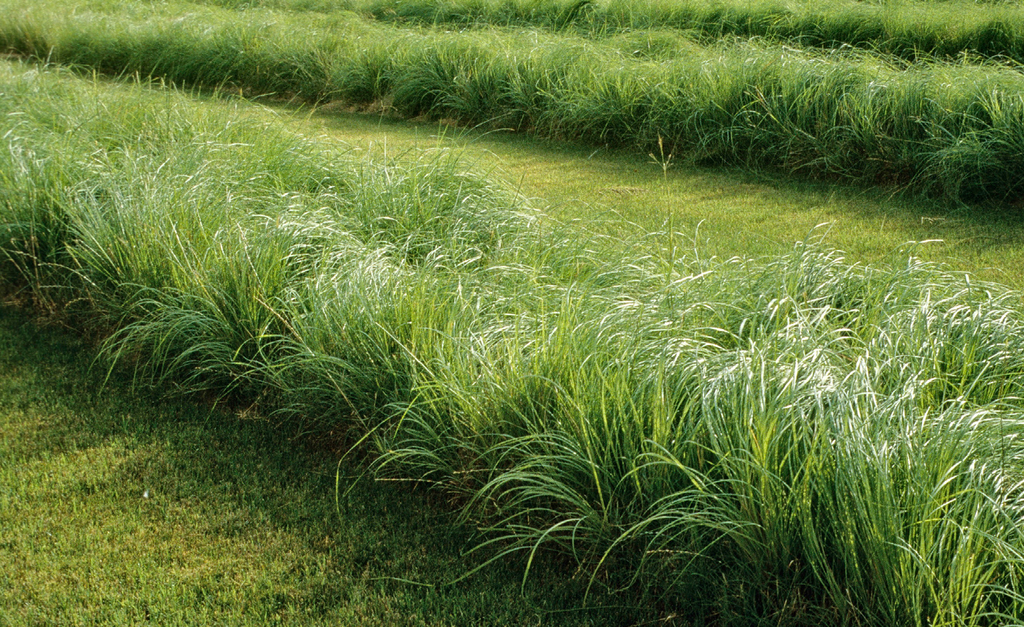 IBM Solana — PWP-3